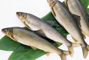 新闻爆料海鱼视频播放,揭秘海洋生物的神秘世界  第1张